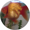 Kleo. Kleo profile picture